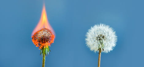 dandelion burning stress